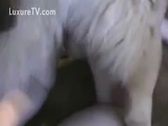 Large, natural melons For her dog's knot, mother I'd want to fuck spreads wide.